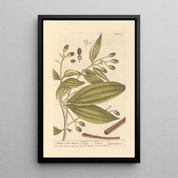 Cannella del Malabar o di Giava - Elizabeth Blackwell — quadro incorniciato alla parete