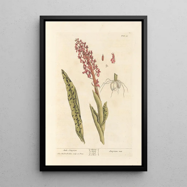 Satyrion mâle - Elizabeth Blackwell — quadro incorniciato alla parete