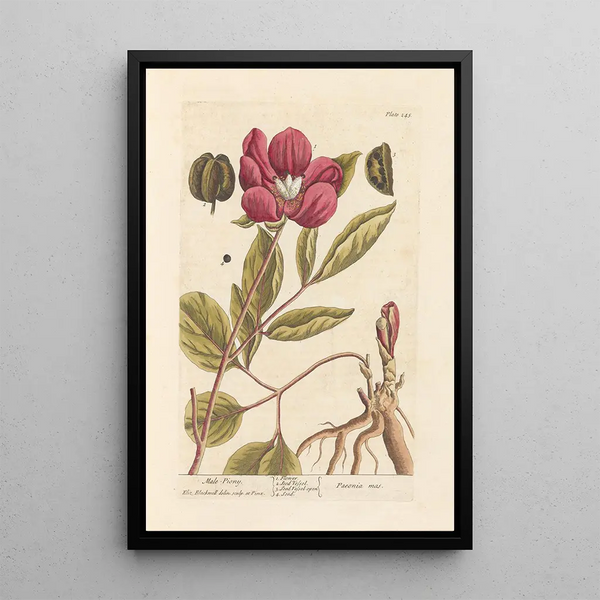 Peonia maschile - Elizabeth Blackwell — quadro incorniciato alla parete