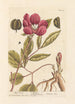 Peonia maschile - Elizabeth Blackwell — vista dell’opera