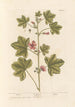 Mauve - Elizabeth Blackwell — vista dell’opera