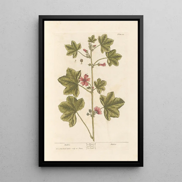 Mauve - Elizabeth Blackwell — quadro incorniciato alla parete