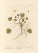 Violette de mars - Elizabeth Blackwell — vista dell’opera