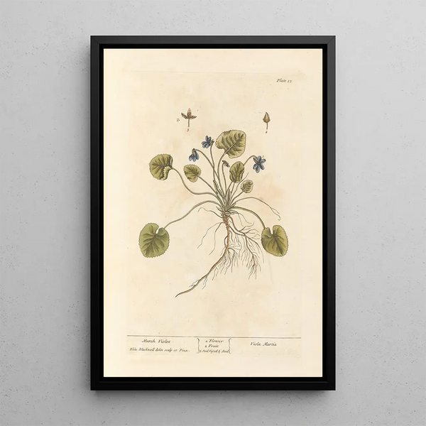 Violette de mars - Elizabeth Blackwell — quadro incorniciato alla parete
