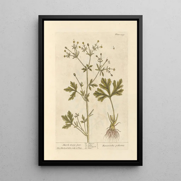 Ranuncolo delle paludi - Elizabeth Blackwell — quadro incorniciato alla parete