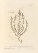Marum - Elizabeth Blackwell — vista dell’opera