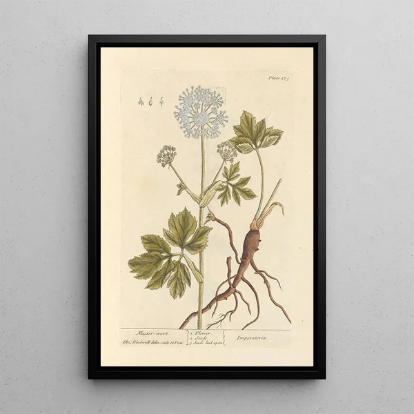 Impératoire - Elizabeth Blackwell — quadro incorniciato alla parete