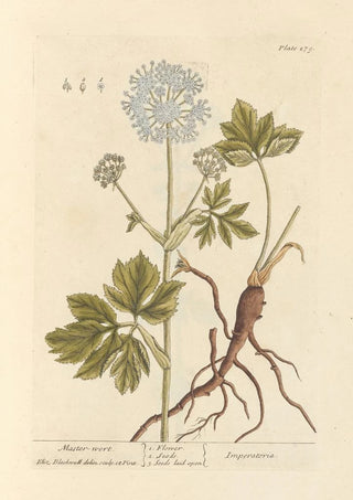 Elizabeth Blackwell - Masterwort.webp