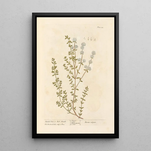 Thym mastich ou herbe mastich - Elizabeth Blackwell — quadro incorniciato alla parete