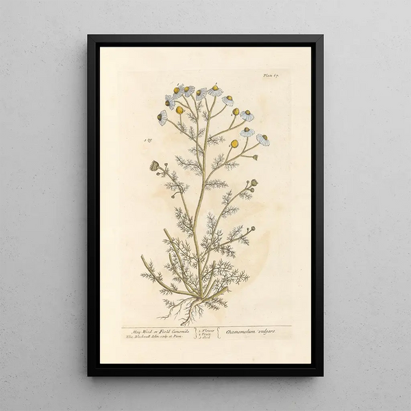 di Camomilla fetida o matricaire - Elizabeth Blackwell — quadro incorniciato alla parete