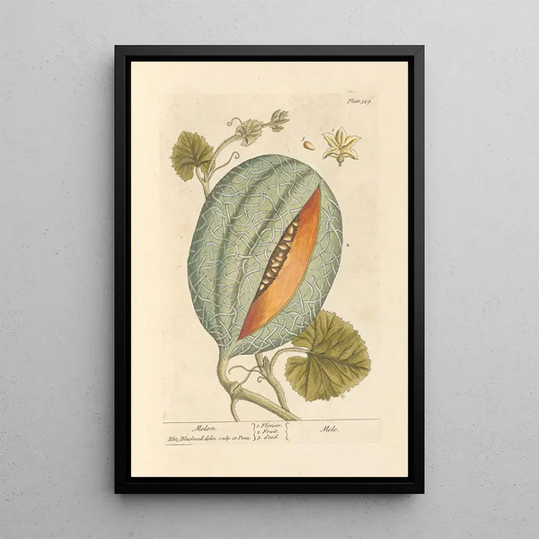 Melon - Elizabeth Blackwell — quadro incorniciato alla parete