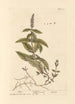 Mentha - Elizabeth Blackwell — vista dell’opera
