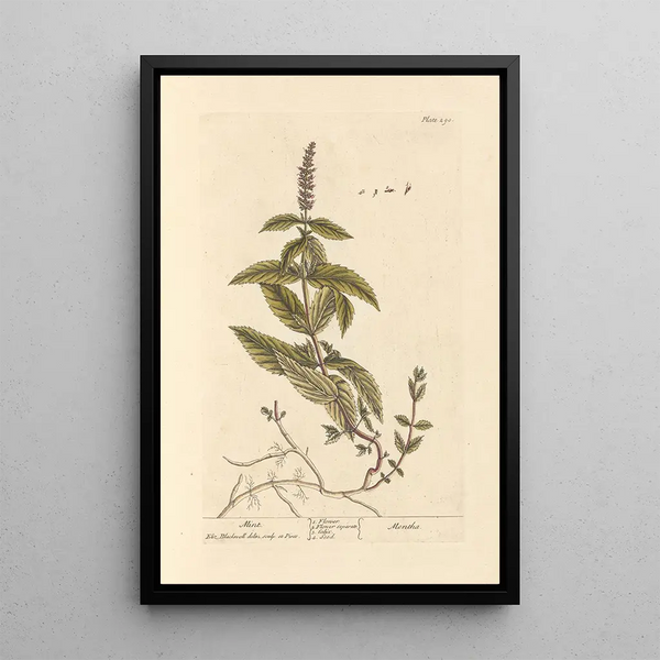 Mentha - Elizabeth Blackwell — quadro incorniciato alla parete