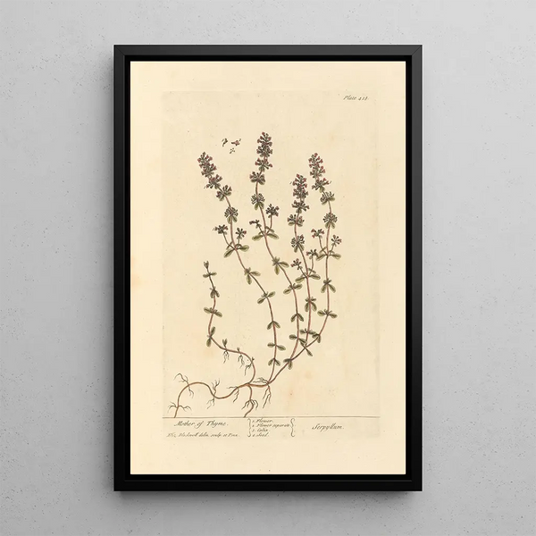 Serpolet - Elizabeth Blackwell — quadro incorniciato alla parete