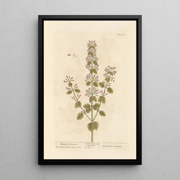 Calament des montagnes - Elizabeth Blackwell — quadro incorniciato alla parete