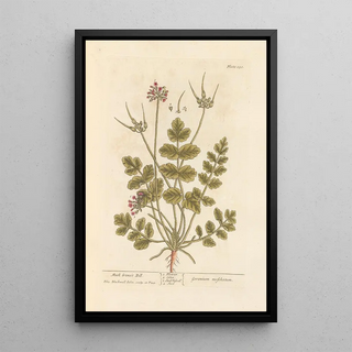 Elizabeth Blackwell - Musk cranes bill.webp