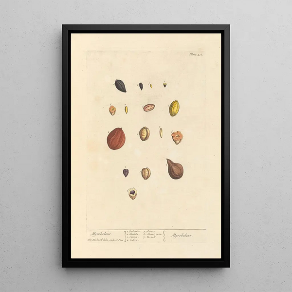 Myrobolans - Elizabeth Blackwell — quadro incorniciato alla parete