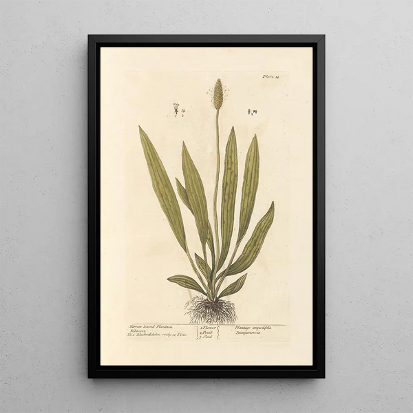 Plantain a foglie strette - Elizabeth Blackwell — quadro incorniciato alla parete