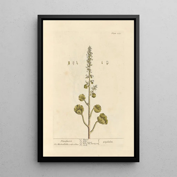 Ombelico di Venere - Elizabeth Blackwell — quadro incorniciato alla parete