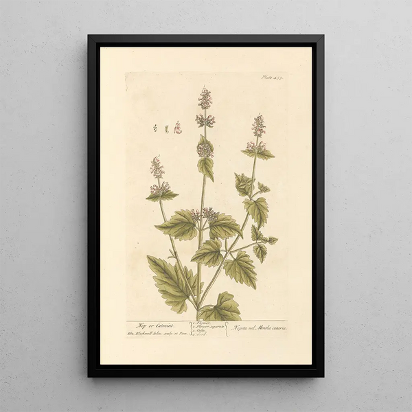 Catnip o menta per gatti - Elizabeth Blackwell — quadro incorniciato alla parete