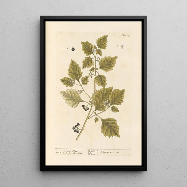 Morelle nero - Elizabeth Blackwell — quadro incorniciato alla parete