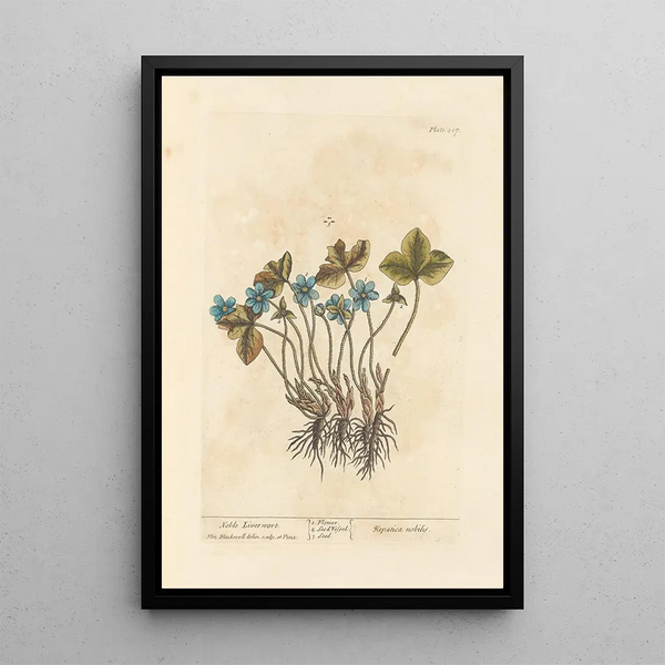 epatico nobile - Elizabeth Blackwell — quadro incorniciato alla parete