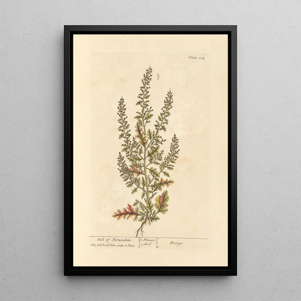 Quercia di Gerusalemme - Elizabeth Blackwell — quadro incorniciato alla parete
