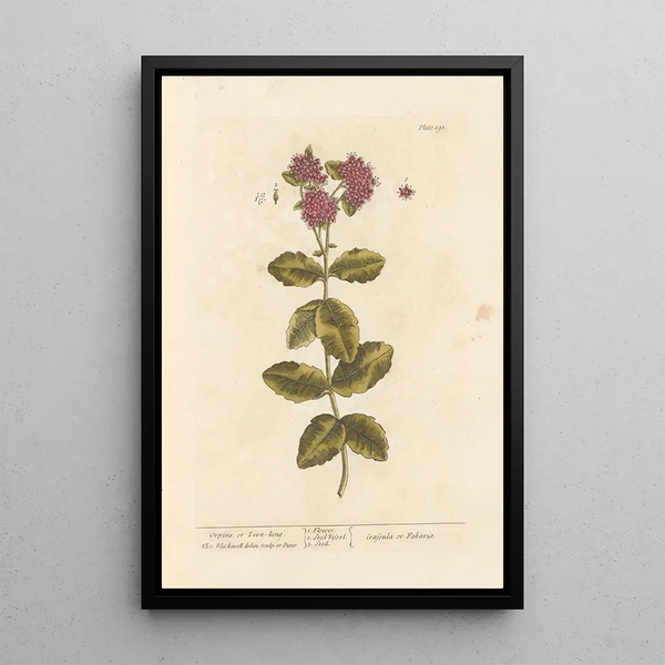 Orpin o orpin vivace - Elizabeth Blackwell — quadro incorniciato alla parete