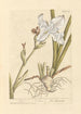 Iris - Elizabeth Blackwell — vista dell’opera
