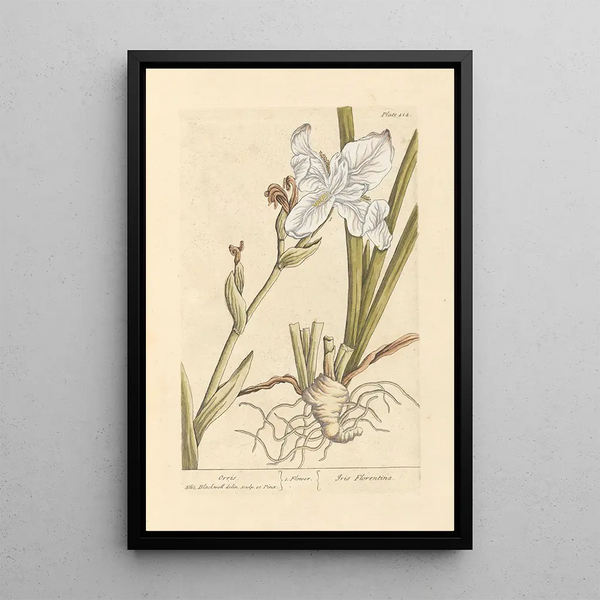 Iris - Elizabeth Blackwell — quadro incorniciato alla parete