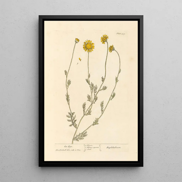Grande margherita - Elizabeth Blackwell — quadro incorniciato alla parete