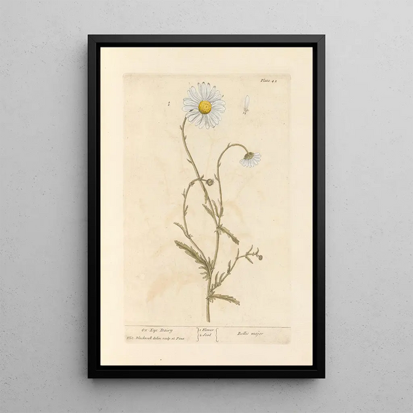 Marguerite - Elizabeth Blackwell — quadro incorniciato alla parete