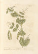Pois - Elizabeth Blackwell — vista dell’opera