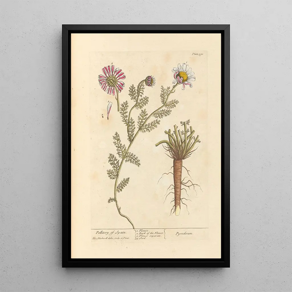 Pellitoire d'Espagne - Elizabeth Blackwell — quadro incorniciato alla parete