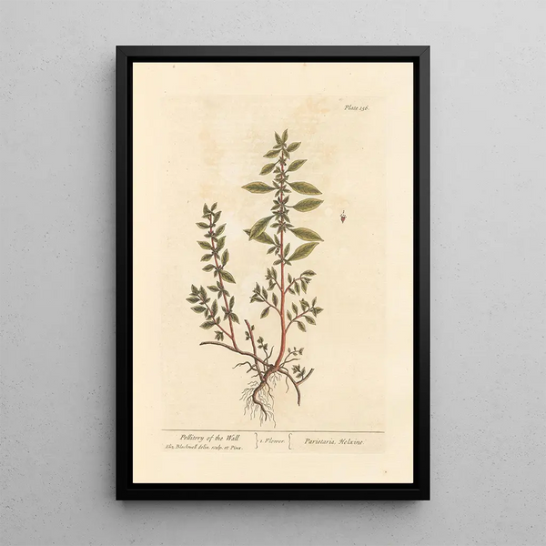 Pellitoire des murs - Elizabeth Blackwell — quadro incorniciato alla parete
