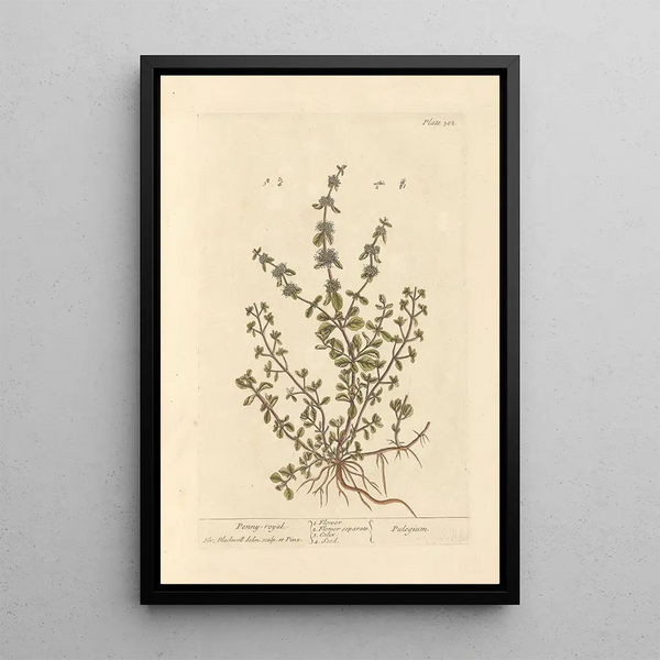 Menthe pouliot - Elizabeth Blackwell — quadro incorniciato alla parete