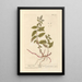 Menta piperita - Elizabeth Blackwell — quadro incorniciato alla parete