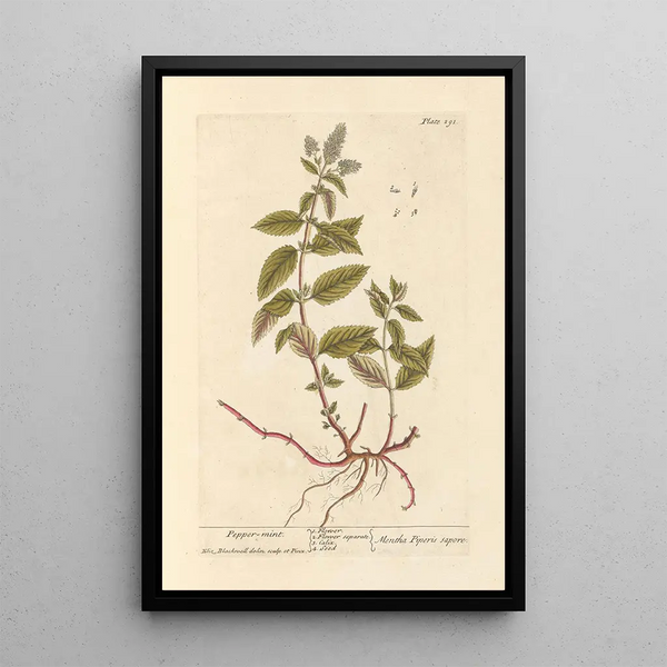Menta piperita - Elizabeth Blackwell — quadro incorniciato alla parete