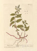 Menta piperita - Elizabeth Blackwell — vista dell’opera