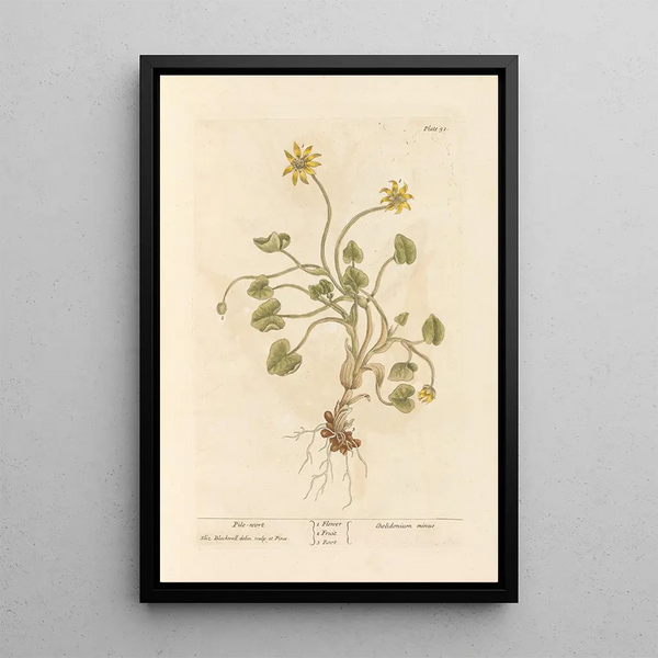 Ficaire - Elizabeth Blackwell — quadro incorniciato alla parete