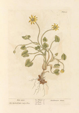 Elizabeth Blackwell - Pilewort.webp