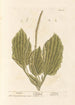 Plantain - Elizabeth Blackwell — vista dell’opera