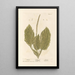 Plantain - Elizabeth Blackwell — quadro incorniciato alla parete