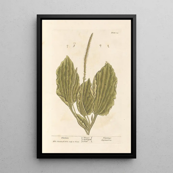 Plantain - Elizabeth Blackwell — quadro incorniciato alla parete