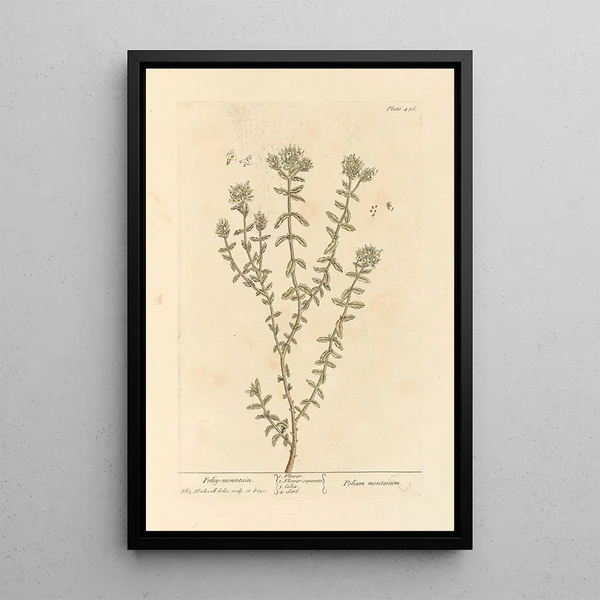 Polé montagna - Elizabeth Blackwell — quadro incorniciato alla parete