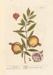 Granate - Elizabeth Blackwell — vista dell’opera