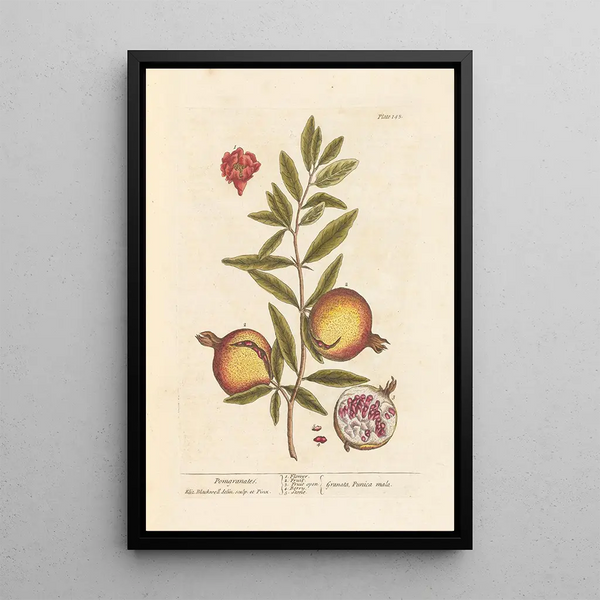 Granate - Elizabeth Blackwell — quadro incorniciato alla parete