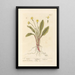 Primula - Elizabeth Blackwell — quadro incorniciato alla parete