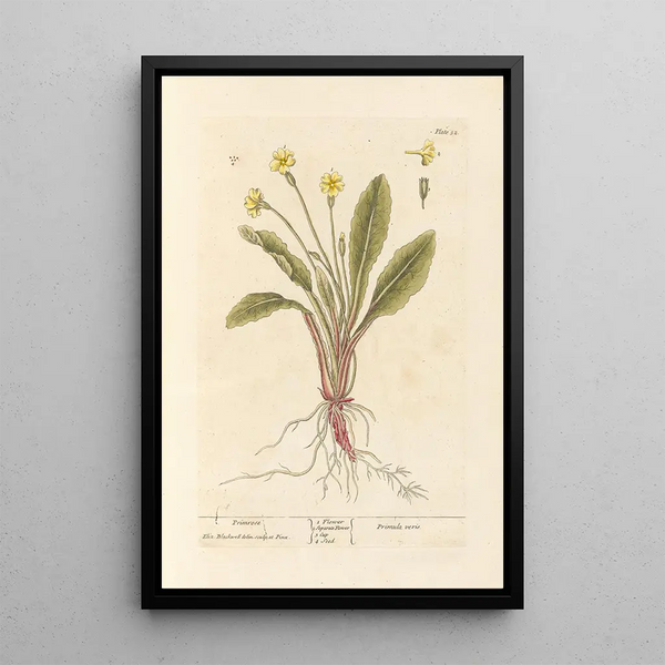 Primula - Elizabeth Blackwell — quadro incorniciato alla parete