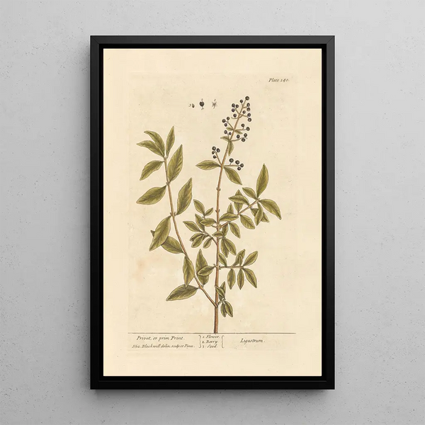 Troène o primprint - Elizabeth Blackwell — quadro incorniciato alla parete